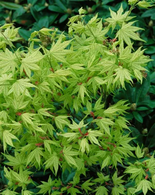 Zdjęcie produktu dla Acer palmatum 'Reticulatum', Japanischer Ahorn, 80-100 cm