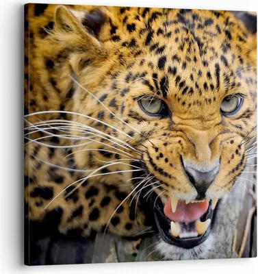 Produktbild von Bild auf Leinwand - Leinwandbild - Leopard tier savanne afrika - 30x30cm - Wand Bild - Wanddeko - Leinwanddruck - Bilder - Kunstdruck - Wanddekoration - Leinwand bilder - Wandkunst - AC30x30-2728
