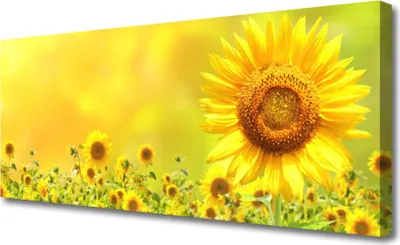 Produktbild von Tulup Leinwand-Bilder 125x50 Wandbild Canvas Kunstdruck Sonnenblumen Pflanzen