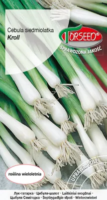 Produktbild von Seeds of Seven Kroll Zwiebeln 0.5g - Torseed