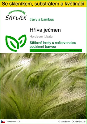 Obrázek produktu pro SAFLAX Kultivační sada - hříva ječmen - Hordeum jubatum - 70 Semena - S mini skleníkem, pěstebním substrátem a 2 květináči