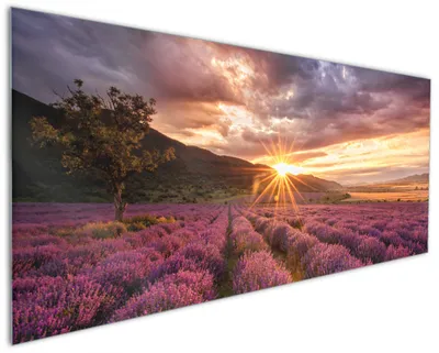 Produktbild von Wallario Küchenrückwand aus Glas, Größe: 125 x 50 cm, Motiv: Lavendelfeld bei Sonnenuntergang - Sonnenstrahlen | Spritzschutz | abwischbar | pflegeleicht | in