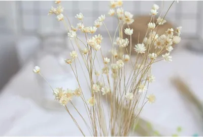 Produktbild von Mini-Margeriten Trockenblumen, 150 Stiele, 5 Bündel, natürliche Dekoration für DIY