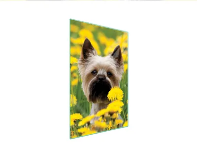 Produktbild von Herdabdeckplatte 35x52 Glaskeramikkochfeld Abdeckung Spritzschutz Glasplatte Deko Schneidebrett Hund Gelb