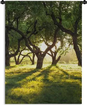 Produktbild von MuchoWow® Wandteppich Wandbehang Bäume - Natur - Sonne 150x200 cm Tapisserie Dekoration Wandtuch - Wandaufhängung - Moderner