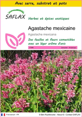 Image de SAFLAX Ensemble de culture - Agastache mexicaine - 50 graines - Agastache