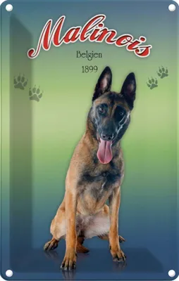 Produktbild von vianmo Blechschild 30x20 cm Hund Malinois Belgien 1899 Tier Haustier