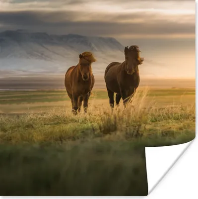 Produktbild von MuchoWow® Poster Pferde - Luft - Gras 75x75 cm - Wand Dekoration