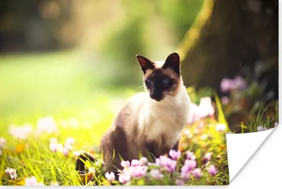 Produktbild von MuchoWow® Poster Siamkatze zwischen rosa Blumen 60x40 cm - Schlafzimmerdekoration