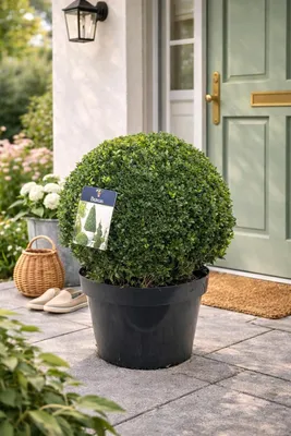 Produktbild von Buchsbaumkugel Ø 40 cm – immergrüne Buxus Kugel für Garten, Terrasse & Balkon, pflegeleicht, winterhart, dekorative Gartenpflanze