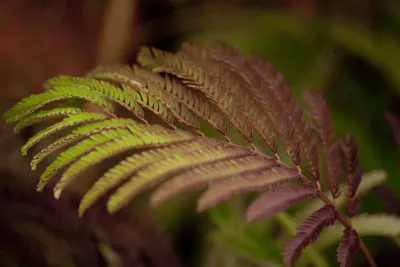 Produktbild von Albizia julibrissin 'Summer Chocolate', Seidenbaum, dunkelrot, 60–80 cm