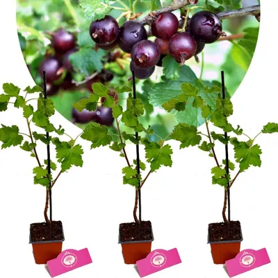 Produktbild von Set mit 3 Jostabeeren – Ribes × nidigrolaria 'Jostaberry' – Schwarze Johannisbeerpflanze – Höhe 30 cm – 9 cm Topf