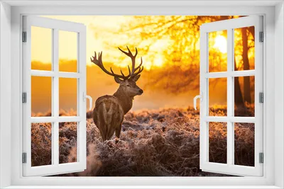 Produktbild von Wallario Poster mit Fenster-Illusion: stattlicher Rothirsch im Morgengrauen, Größe: 61 x 91,5 cm (Maxiposter)