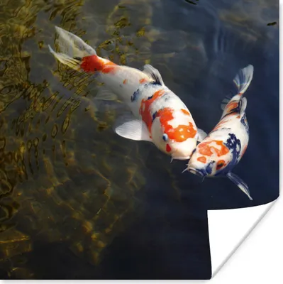 Produktbild von MuchoWow® Poster Zwei Koi-Karpfen im Wasser 50x50 cm - Wohnzimmerdekoration