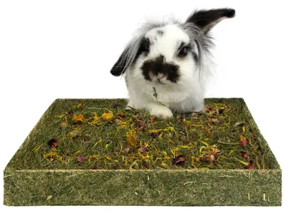 Produktbild von JR FARM ESN Kräuterwiese mit Blüten 550g