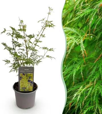 Immagine prodotto di Acer palmatum Emerald Lace - Verde - Deciduo - Bassa manutenzione - 25-35cm - Ø12cm - Pianta da giardino