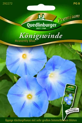 Produktbild von Königswinde 'Heavenly blue' Quedlinburger Blumensamen