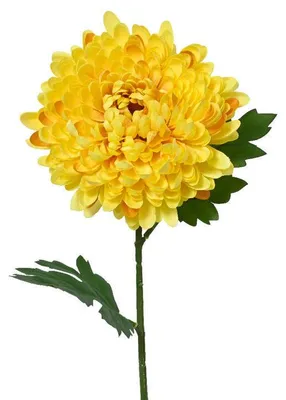Zdjęcie produktu dla Piwonia, 60 cm, żółta, KSD