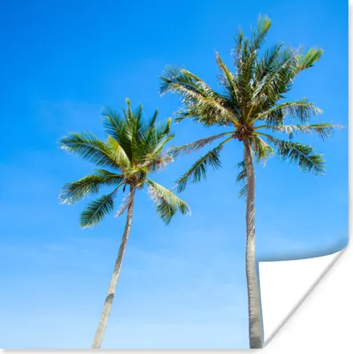 Produktbild von MuchoWow® Poster Palme - Sommer - Tropisch 50x50 cm - Wohnzimmerdekoration