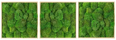 Obrázek produktu pro Gardners Set 3 mechových obrazů 50x50 z kopečkového mechu, přírodní