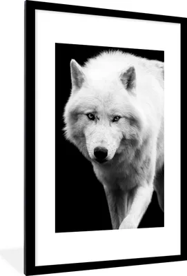 Produktbild von MuchoWow® Gerahmtes Poster Wolf - Tier - Schwarz - Weiß 60x90 cm - Poster mit Schwarzem Bilderrahmen Wandposter Rahmen Foto Bilder - Dekoration - Wandposter Wohnzimmer - Hochwertig