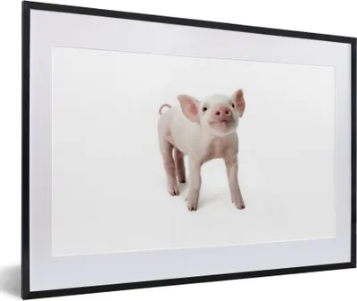 Produktbild von MuchoWow® Gerahmtes Poster Schwein - Tiere - Weiß 60x40 cm - Poster mit Schwarzem Bilderrahmen Wandposter Rahmen Foto Bilder - Schlafzimmer - Plakat in Rahmen - Drucken