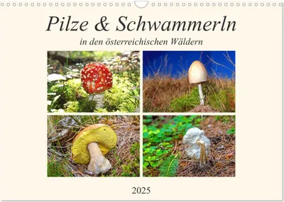 Produktbild von Pilze & Schwammerln (Wandkalender 2025 DIN A3 quer), CALVENDO Monatskalender