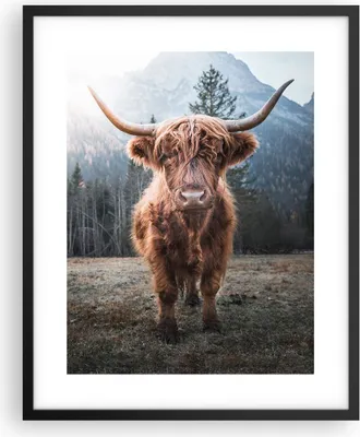Produktbild von Gerahmtes Poster - Schwarzer Rahmen - Scotch Kuh Weide - 40x50 cm - Wand Bild - Wanddeko - Wandbilder - Kunstposter - Wandposter - Bilderrahmen - Bilder - Kunstdruck - Wanddekoration - P2BPA40x50-5188