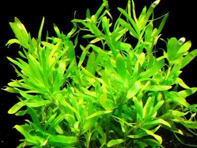 Produktbild von 1 Topf Seegrasblättriges Trugkölbchen (Heteranthera zosterifolia)