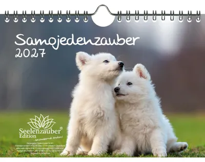 Produktbild von Samojedenzauber DIN A5 Kalender für 2027 Welpen und Hunde - Seelenzauber