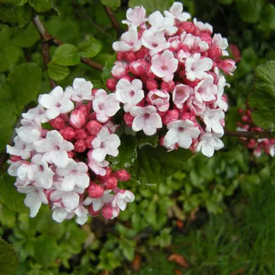 Obrázek produktu pro Korejský tavolník – Viburnum carlesii | 50-60 cm ve květináči
