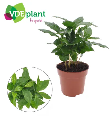 Immagine prodotto di Coffea Arabica - 30cm - Ø12cm - Pianta d'appartamento - Sempreverde