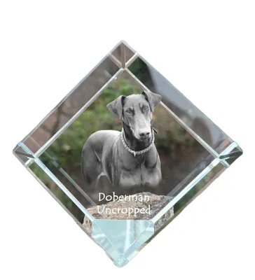 Imagen del producto de Dobermann, Doberman, Dobermann pinscher I cubo de cristal con perro Art-Dog