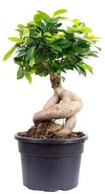 Produktbild von Chinesische Feige - pflegeleichte Zimmerpflanze, Ficus Ginseng - Höhe ca. 40 cm, Topf-Ø 17 cm