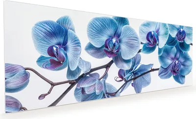 Produktbild von Küchenrückwand Spritzschutz Glas mit Motiv Blaue Orchideen Blüte 40 x 40 cm