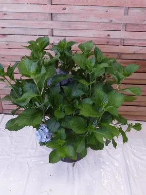 Produktbild von [Palmenlager] XXL Hydrangea macrophylla "Bodensee" - Bauernhortensie - 100 cm - großer XXL Topf 38 cm Ø - blaue Blüten // Hortensie - winterharte Gart
