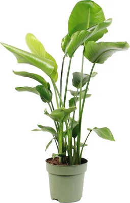 Produktbild von Baumstrelitzie FloraSelf Strelitzia Nicolai H 110-120 cm Ø 27 cm Topf 4-er Tuff