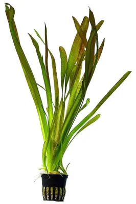 Productafbeelding van Moerings Vallisneria Giganthea | Reuze Moerasplant | in 5 cm pot