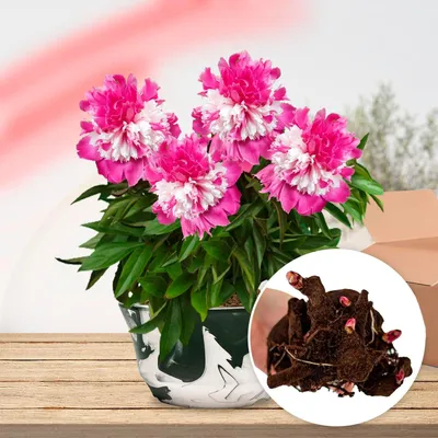 Produktbild von Pfingstrosen Pflanzen Winterhart Striped Passion - 1 Wurzel - Päonien Hybride - Mehrjährige Staude - Pflanzen aus Holland für Garten und Topf (kein Samen, Zwiebeln, nicht künstlich)