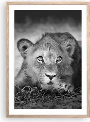 Produktbild von Gerahmtes Poster - Rahmen in heller Eiche - Löwe asiatisch Porträt - 50x70 cm - Wand Bild - Wanddeko - Wandbilder - Kunstposter - Wandposter - Bilderrahmen - Bilder - Kunstdruck - P2NPA50x70-4840