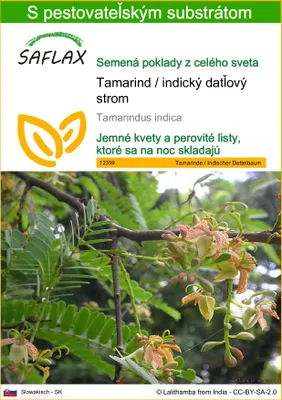 Obrázok produktu pre SAFLAX - Tamarind / indický datľový strom - Tamarindus indica - 4 Semená - S pestovateľským substrátom bez klíčkov