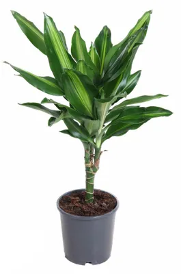 Produktbild von Drachenbaum Dracaena fragrans Cintho 50cm Zimmerpflanze