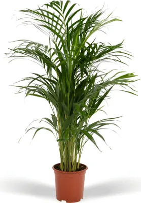 Produktbild von Areca-Palme