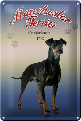 Produktbild von Blechschild Hund 20x30cm Manchester Terrier Großbritannien
