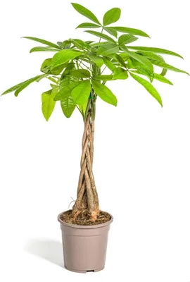 Obrázek produktu pro Kaštanovník jedlý Pachira Aquatica - pokojová rostlina - Ø19cm - výška 70-90cm - tkaný kmen - exotická a nenáročná na péči