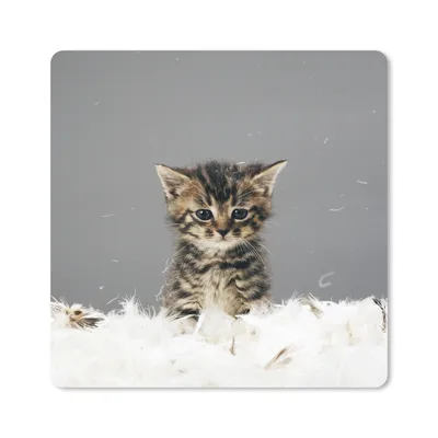 Produktbild von MuchoWow® Mauspad Mousepad Katze - Kätzchen - Federn 20x20 cm - Mousepads - Maus Mat - Pad - Mausunterlage - Desk Mat - Bureauartikeln