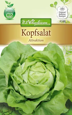 Zdjęcie produktu dla Sałata masłowa Attraktion | Nasiona sałaty masłowej firmy N.L. Chrestensen