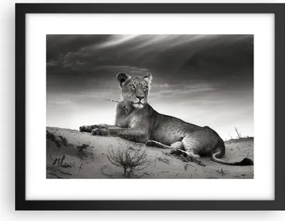 Produktbild von Gerahmtes Poster - Schwarzer Rahmen - Tierwelt weiblich katze Tier - 40x30 cm - Wand Bild - Wanddeko - Wandbilder - Wandposter - Bilderrahmen - Bilder - Kunstdruck - Wandbild - P2BAA40x30-3165