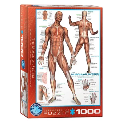 Immagine prodotto di Eurographics Puzzle Das Muskelsystem, Anatomie, 1000 Teile, 68 x 48 cm, 6000-2015