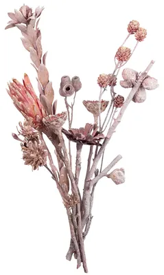 Produktbild von Exotensortiment FROST 10 Stk., frost-erika